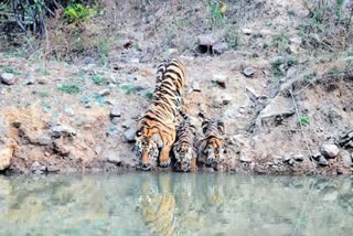 Animals suffering from Lack Of water