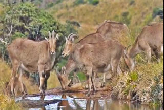 NILGIRI TAHR SURVEY