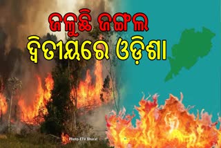 ଜଳୁଛି ଜଙ୍ଗଲ, ଦେଶରେ ଦ୍ଵିତୀୟ ସ୍ଥାନରେ ଓଡ଼ିଶା