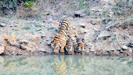 Animals suffering from Lack Of water