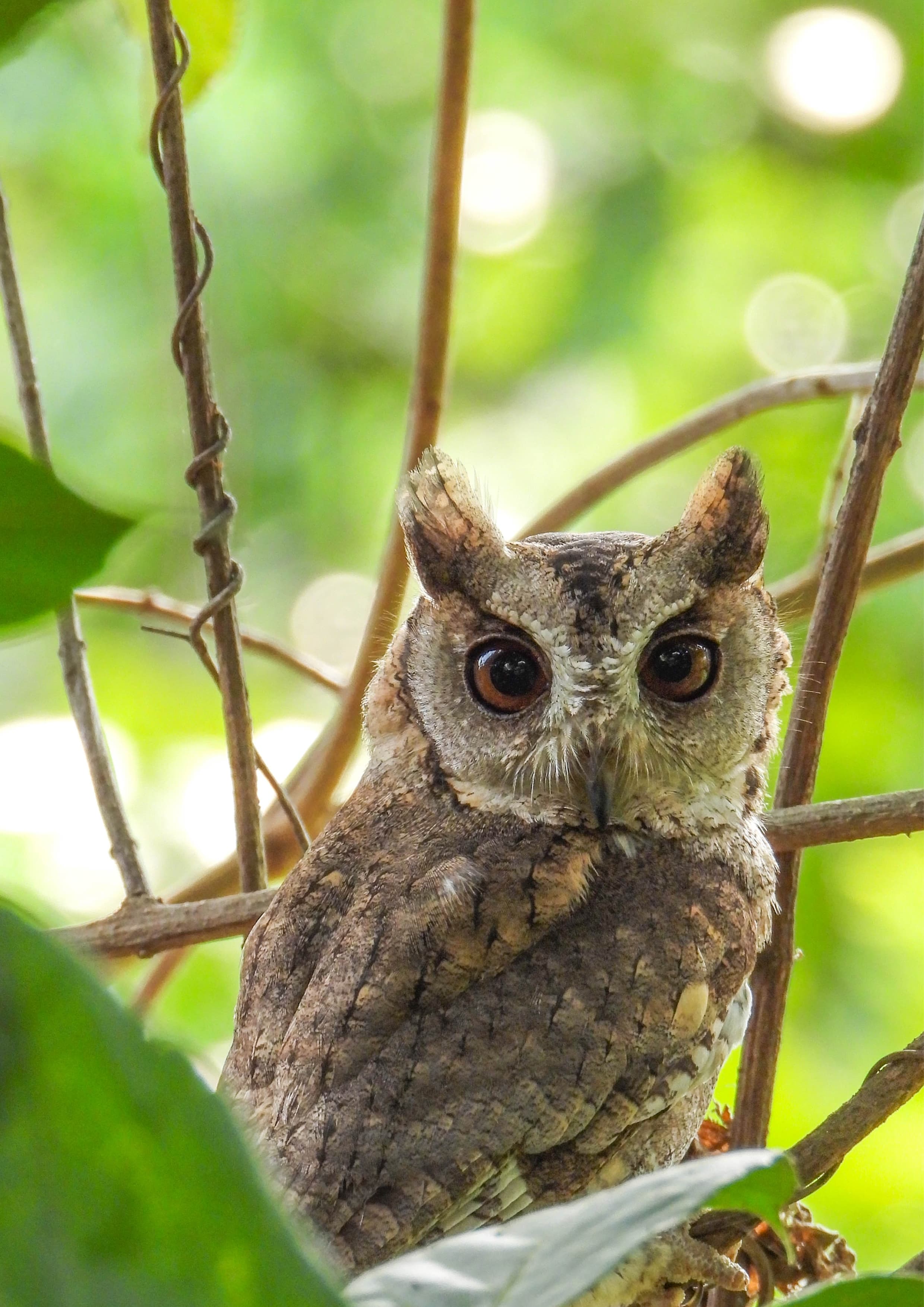 Doodhraj Captured by Photographer Franklin Simon