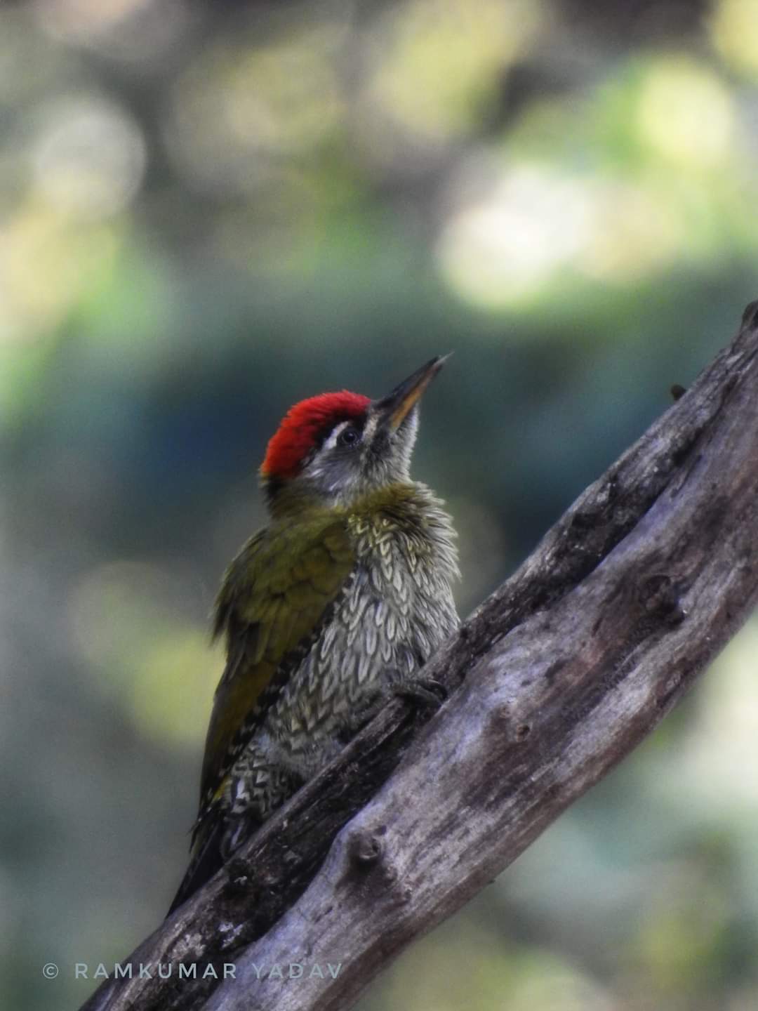 Kanha Tiger Reserve birds