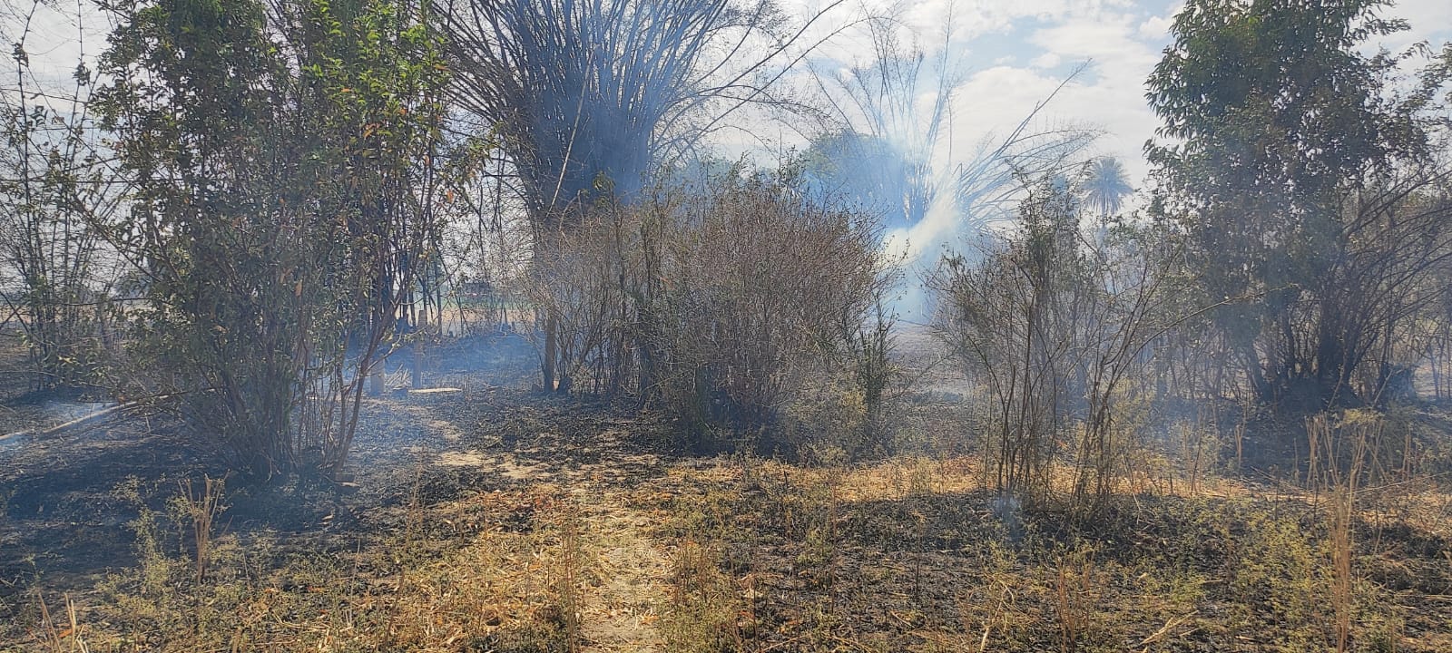 SHIVPURI bamboo field burns