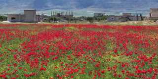 Spring Flowers Abundant In Syria's Ghab Plain