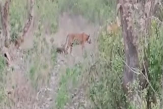 Tigress ST-30 with cubs in Sariska