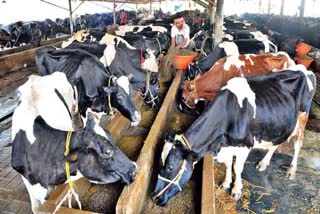 Cotton Seed Meal to dairy cattle