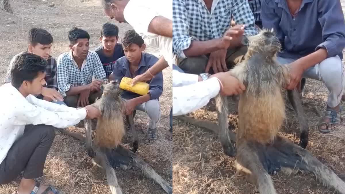 RAJGARH MONKEY FAINTED DUE TO HEAT