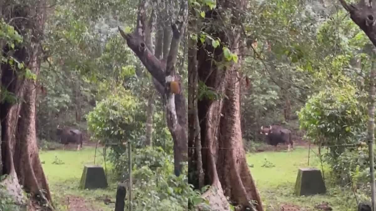 WILD BUFFALO IN THRISSUR  തൃശൂരിൽ കാട്ടുപോത്തിറങ്ങി  WILD BUFFALO ATTACKS  ജനവാസ മേഖലയിൽ കാട്ടുപോത്ത്