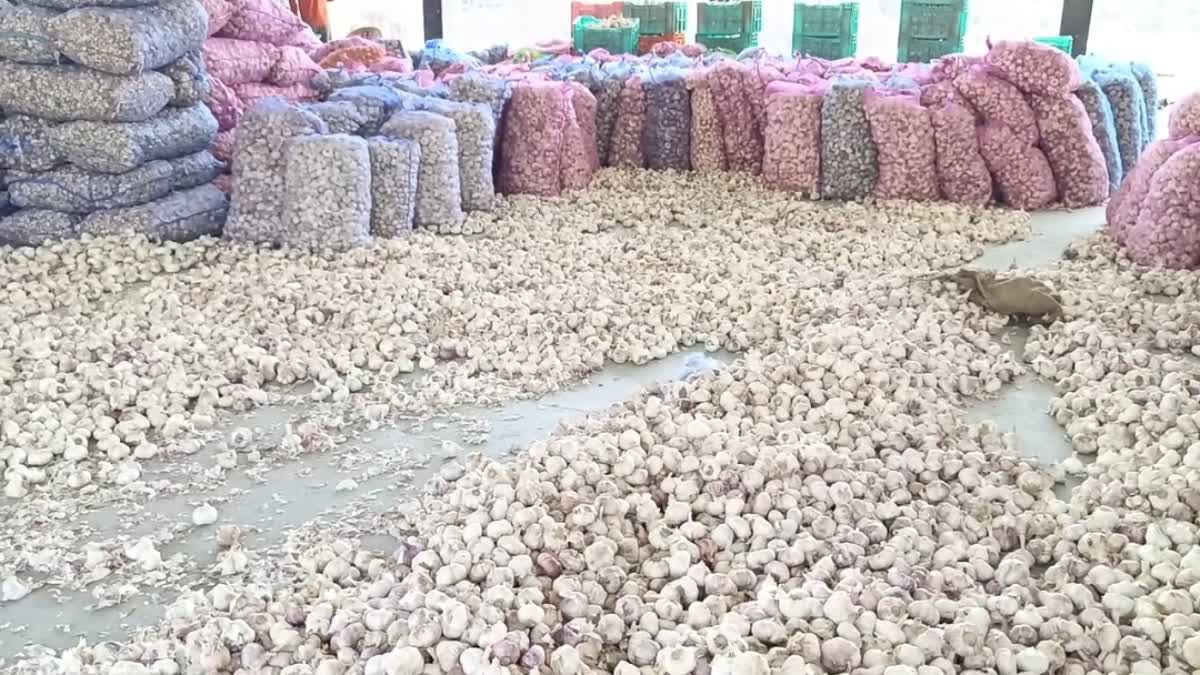 SOLAN SABJI MANDI GARLIC RATE