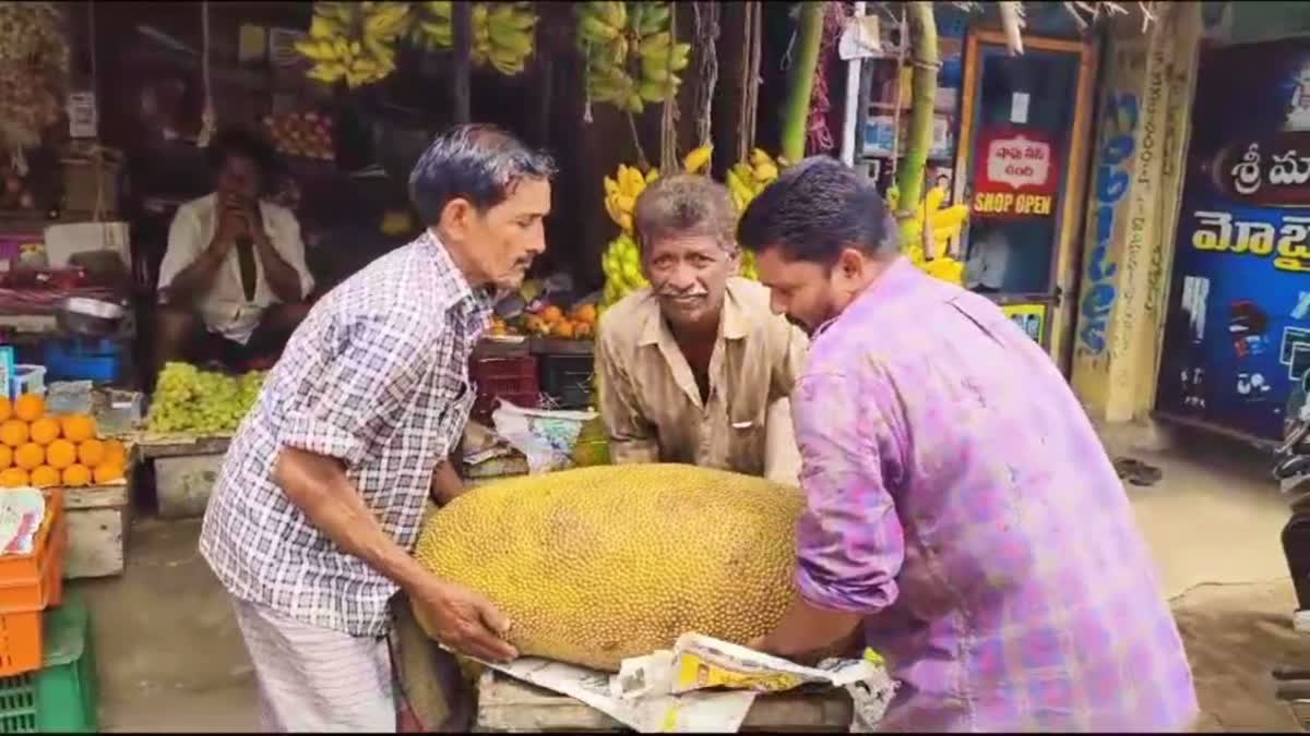 80_kgs_jackfruit_in_konaseema