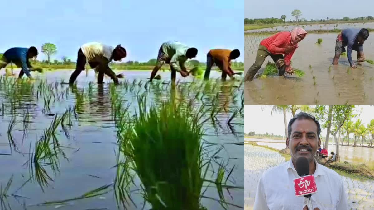 நாற்று நடும் வடமாநில தொழிலாளர்கள்