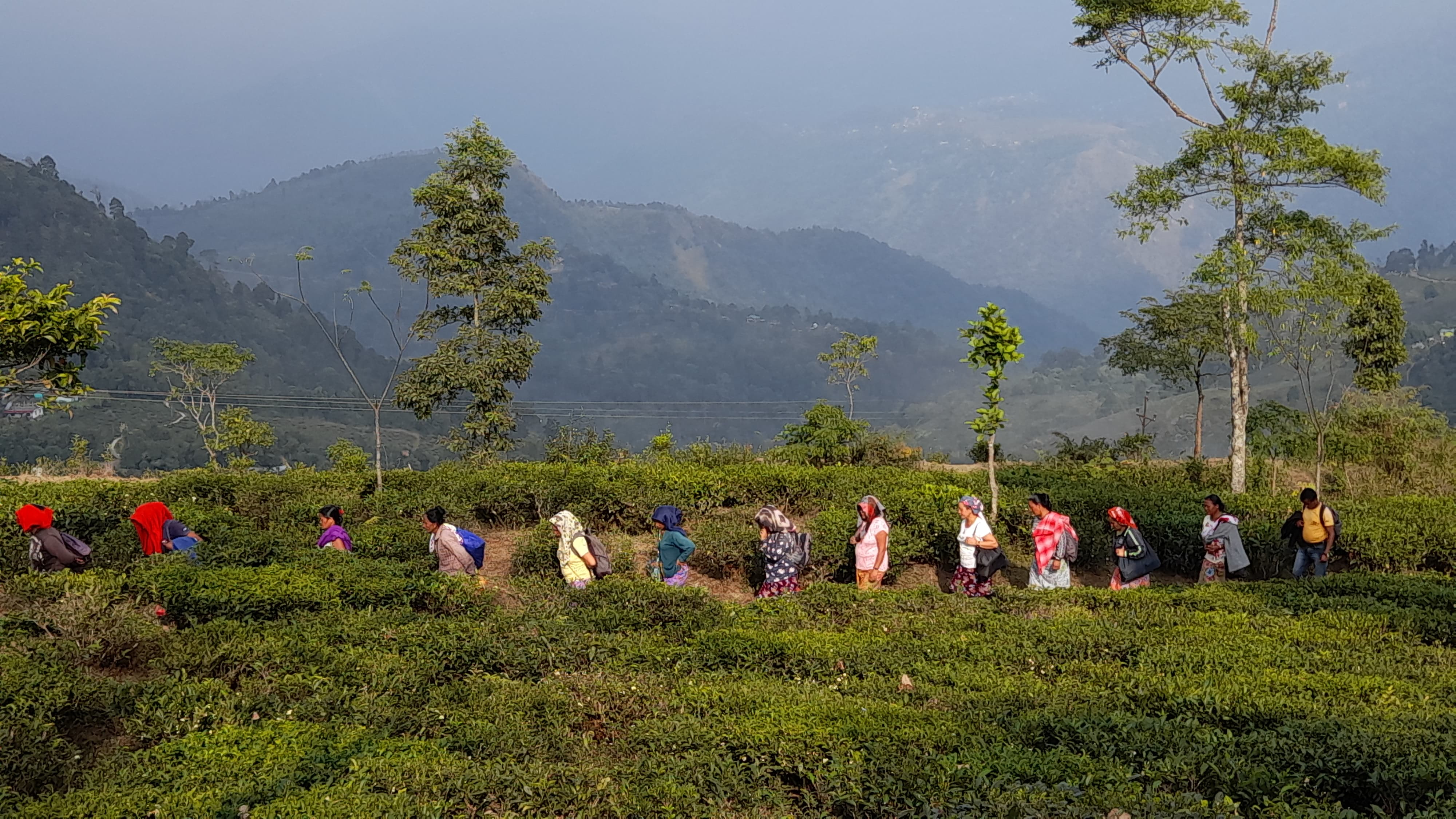 Darjeeling