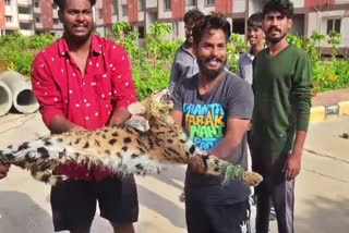 Wild Cat Viral Video