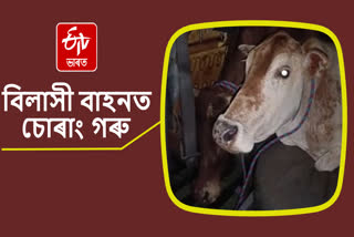 Luxury car with cows seized in presence of satradhikar alleged cow smuggling in Dibrugarh