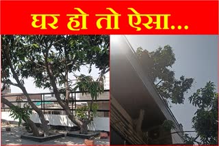 Environment lover built luxurious house in Karnal of Haryana without cutting mango tree