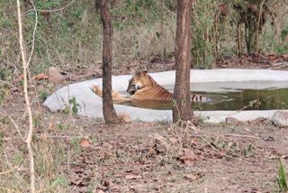 TIGRESS SUNDARI BATHING IN SWIMMING