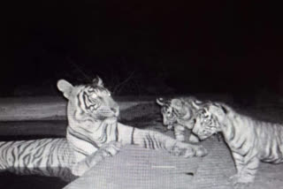 national tiger reserve sariska