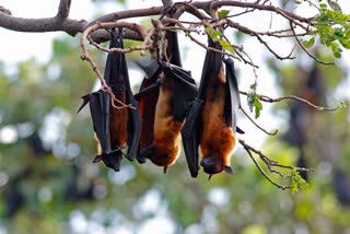 DEATH OF THOUSANDS BATS IN PANNA