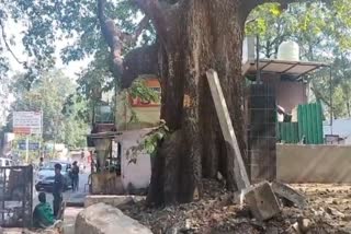 Trees Will Be Shifted In Haldwani