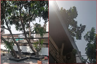 Exemplifying the need to save Mother earth and conserve trees to protect environmental balance, a man from Haryana, in a novel attempt has designed a luxurious house in a manner that the tree surrounding the building is not hurt or damaged.