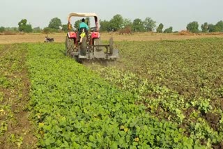 NARMADAPURAM FARMER DESTROYED CROP