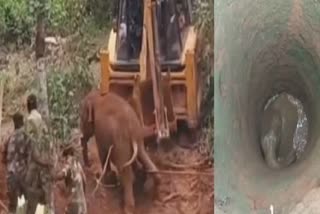 Tamil Nadu: Jumbo Calf Falls Into Well in Nilgiris, Rescued After 11 Hours