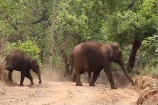 ARALAM OPERATION ELEPHANT RESTARTED  ആറളത്ത് കാട്ടാന ശല്യം  ആറളത്തെ കാട്ടാനകളെ തുരത്തും  WILD ELEPHANT ATTACK IN ARALAM