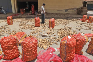 International Day of the Potato - 'Harvesting Diversity, Feeding Hope'