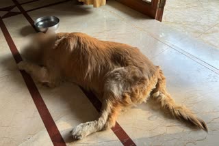 Dog Bruno Passed Away