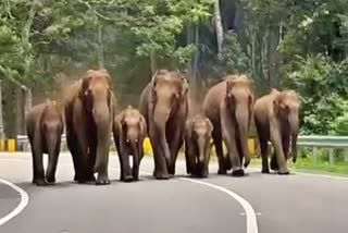 HERD ELEPHANTS ON NATIONAL HIGHWAY  VIRAL VIDEO OF ELEPHANTS ON NH  കാട്ടാനക്കൂട്ടം ദേശീയ പാതയിൽ  കാട്ടാനക്കൂട്ടത്തിൻ്റെ വീഡിയോ വൈറൽ