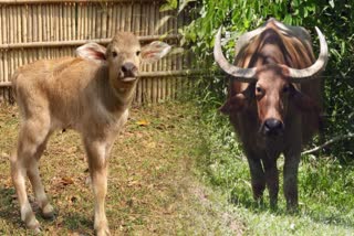 RESCUED BUFFALO CALF RELEASED