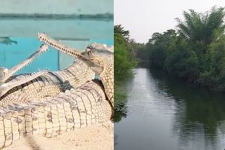 JABALPUR PARIYAT RIVER CROCODILE