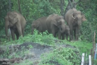 Elephants