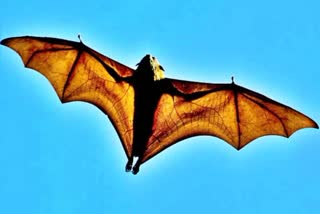 HUNDREDS OF BATS DIED IN HAZARIBAG