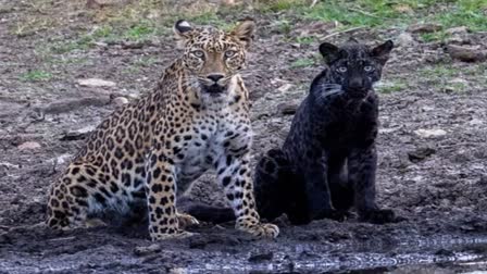 black panther in pench tiger reserve