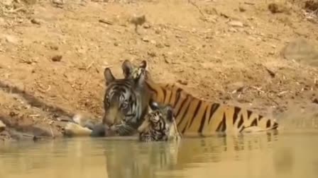 UMARIA TIGRESS PLAYING WITH CUBS