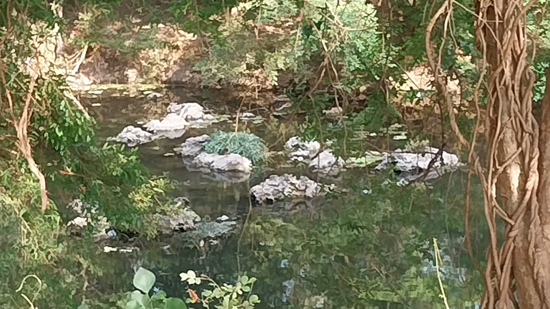 Jabalpur Pariyat River Crocodile