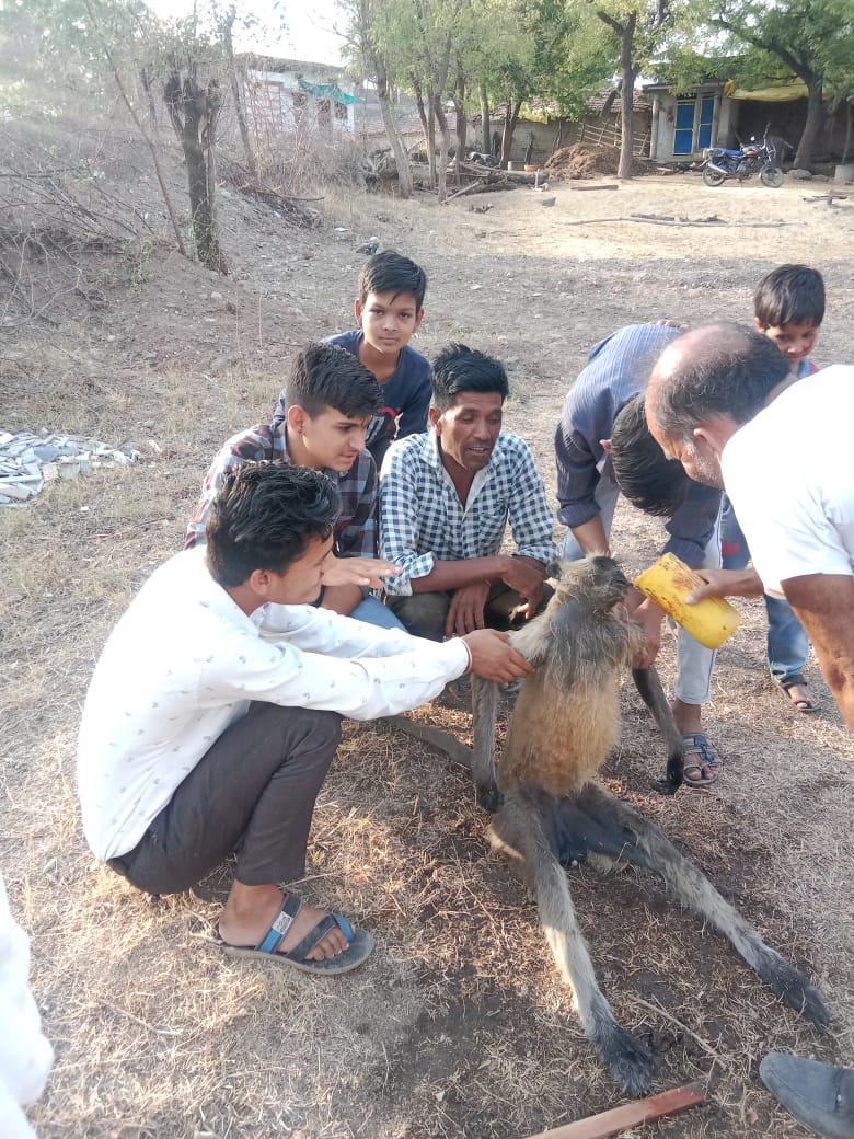 Rajgarh Monkey fainted due to heat