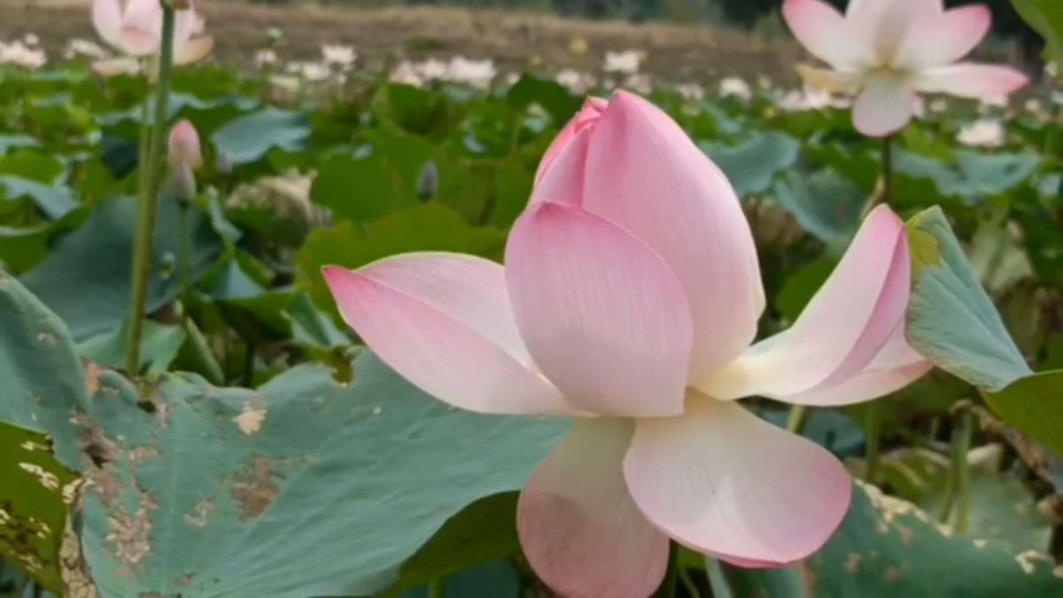 FARMERS ARE CULTIVATING LOTUS