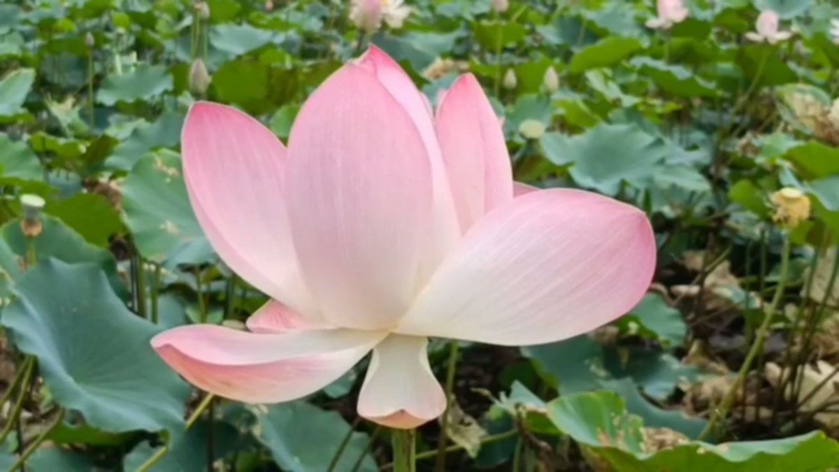 FARMERS ARE CULTIVATING LOTUS