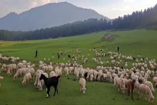 چرواہے اپنے مویشیوں شمیت نشیبی علاقوں میں درماندہ ہو کر رہ گئے ہیں