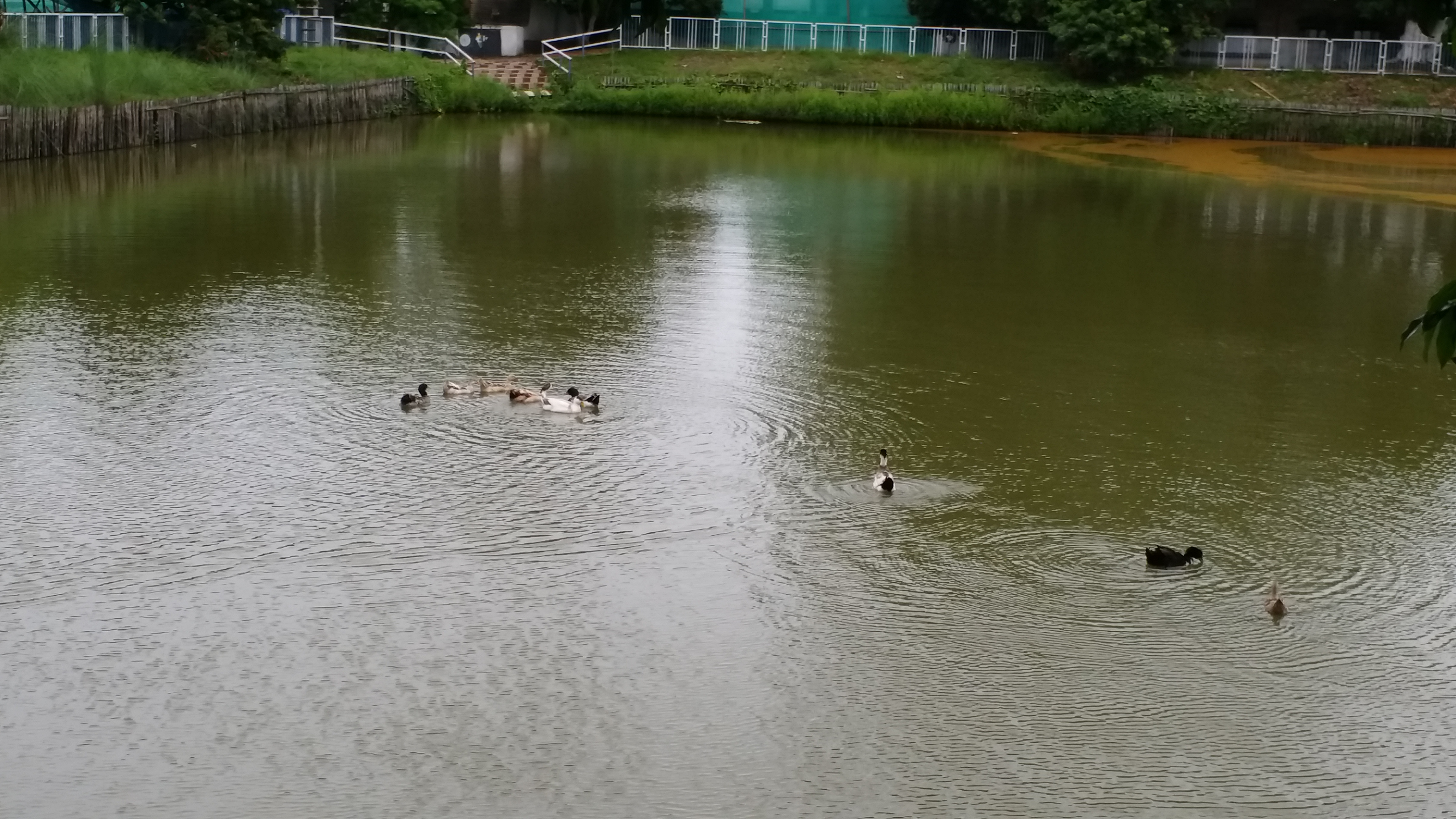 historic paltan pond