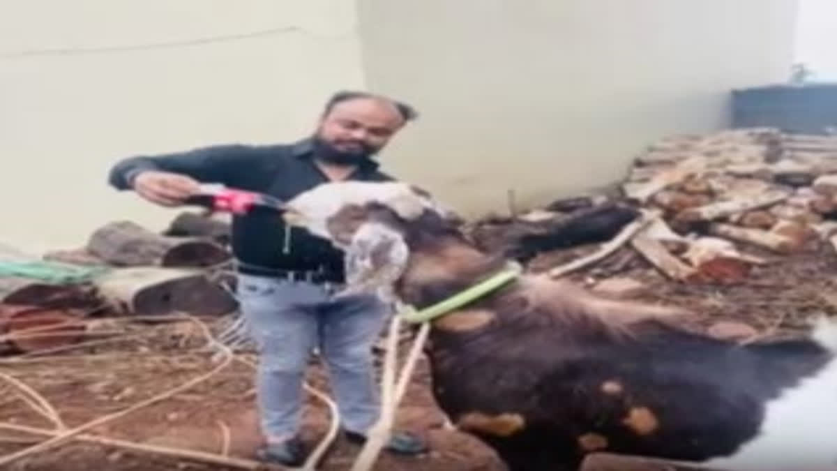 Eid-al-Adha special: Goat fond of drinking cold-drink consumes 2 liters daily