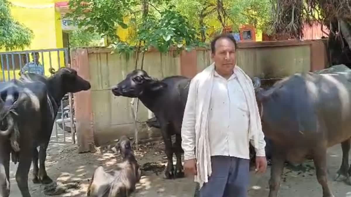 Stolen buffalo recovered in Bhind