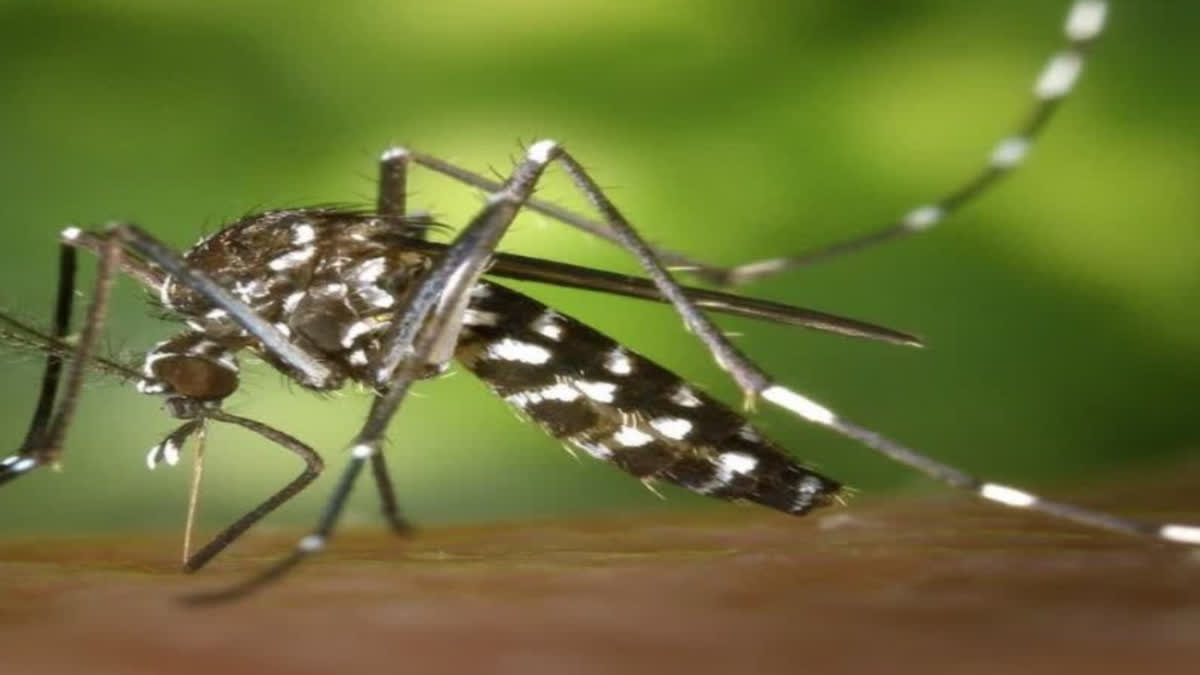 TERROR OF SEASONAL FEVER WITH DENGUE AND RAT FEVER IN KERALA MORE THAN 12 THOUSAND PATIENTS CONFIRMED SO FAR