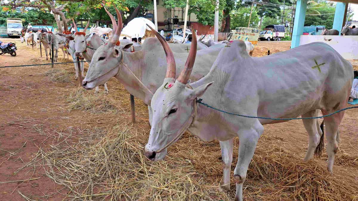 cattle market