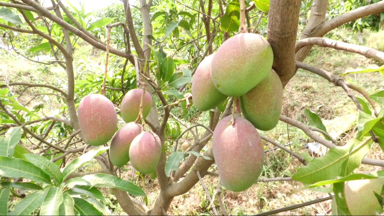 Himachal Mango