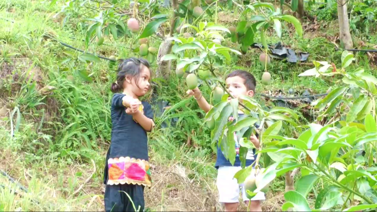 Himachal Mango