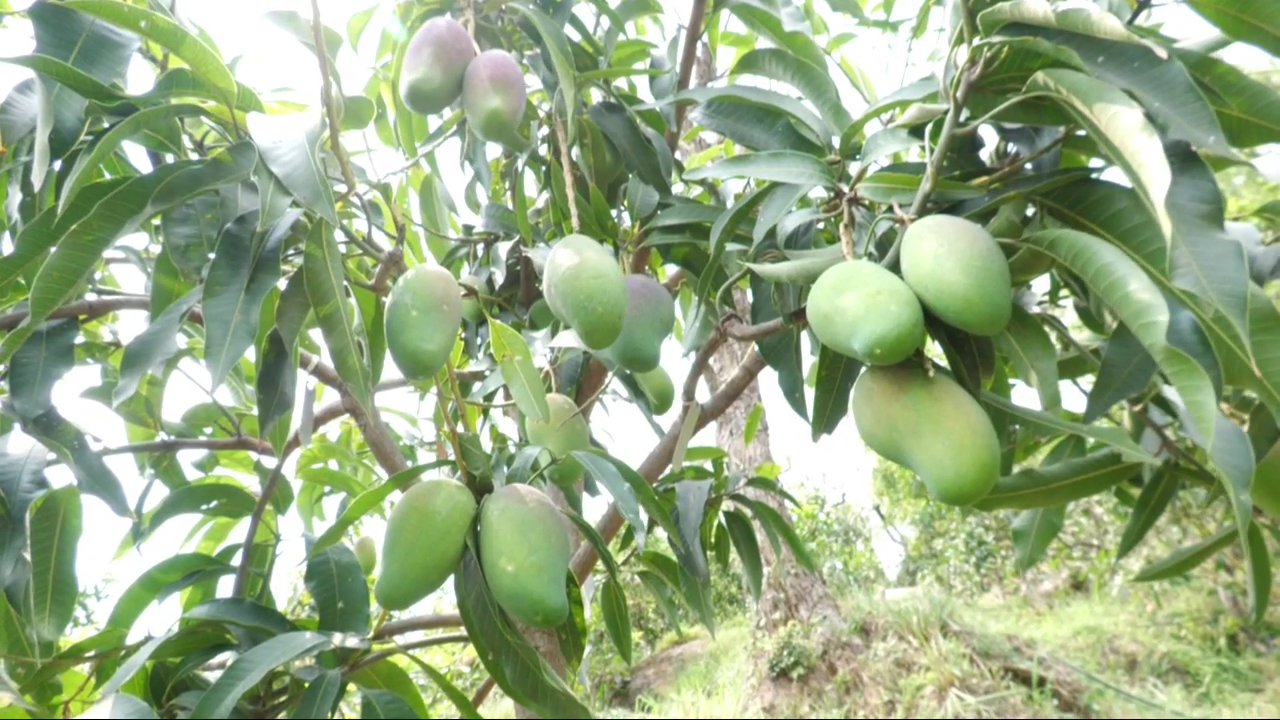 Himachal Mango