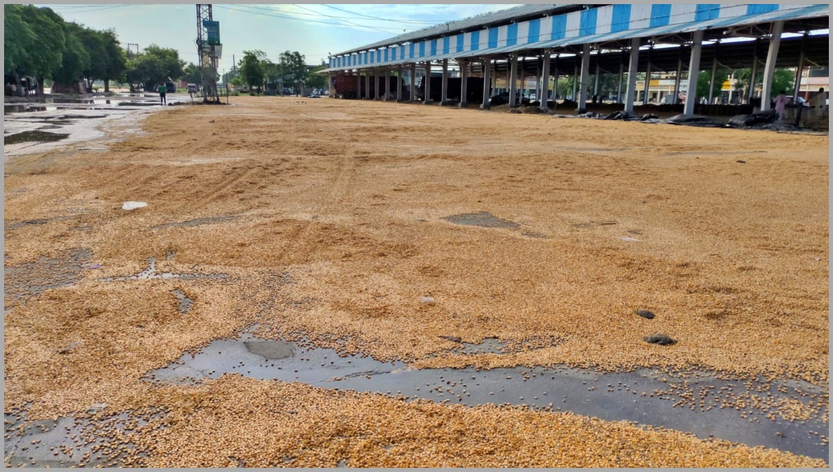 maize crop soaking in Karnal